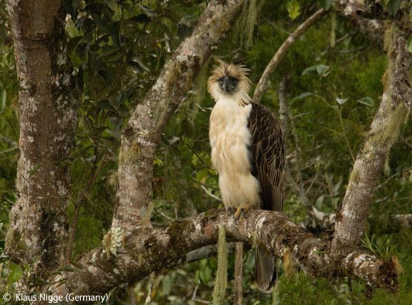 Wildlife Photographer winners 2009