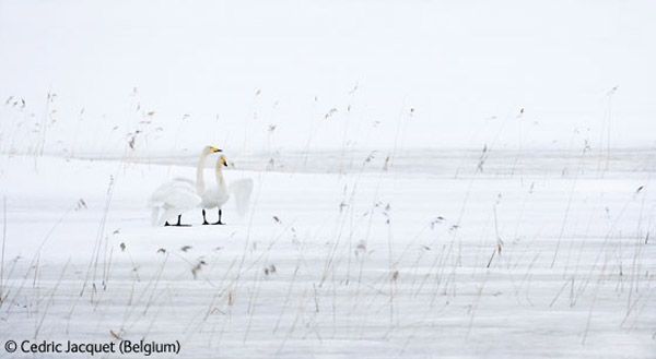 Wildlife Photographer winners 2009