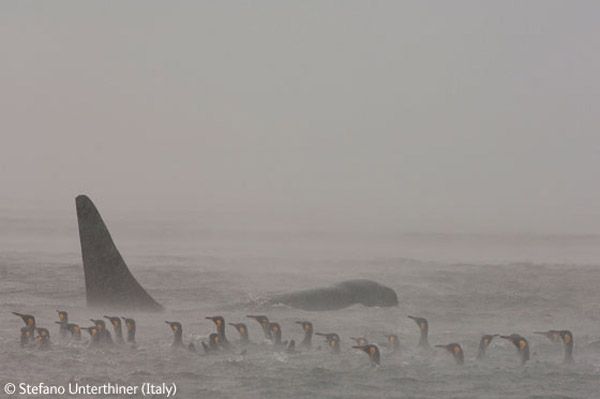 Wildlife Photographer winners 2009