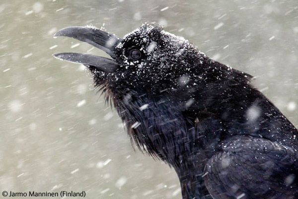 Wildlife Photographer winners 2009