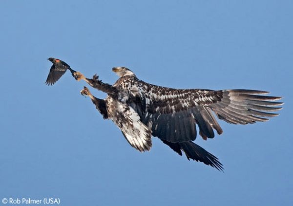 Wildlife Photographer winners 2009
