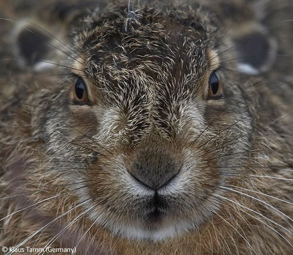 Wildlife Photographer winners 2009