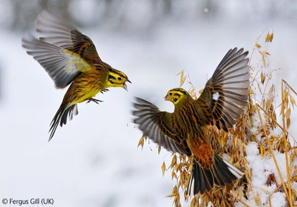 Wildlife Photographer winners 2009