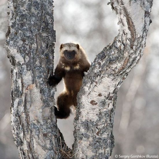 Wildlife Photographer winners 2009