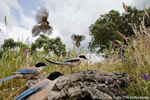 Wildlife Photographer winners 2009