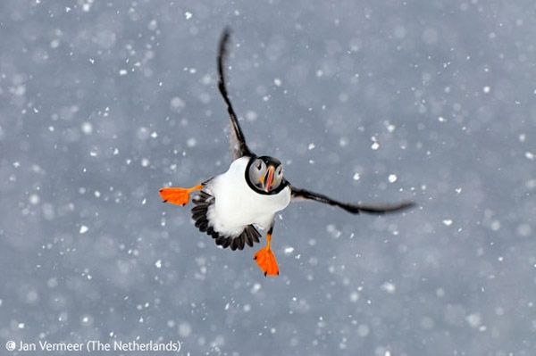 Wildlife Photographer winners 2009