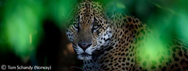 Wildlife Photographer winners 2009