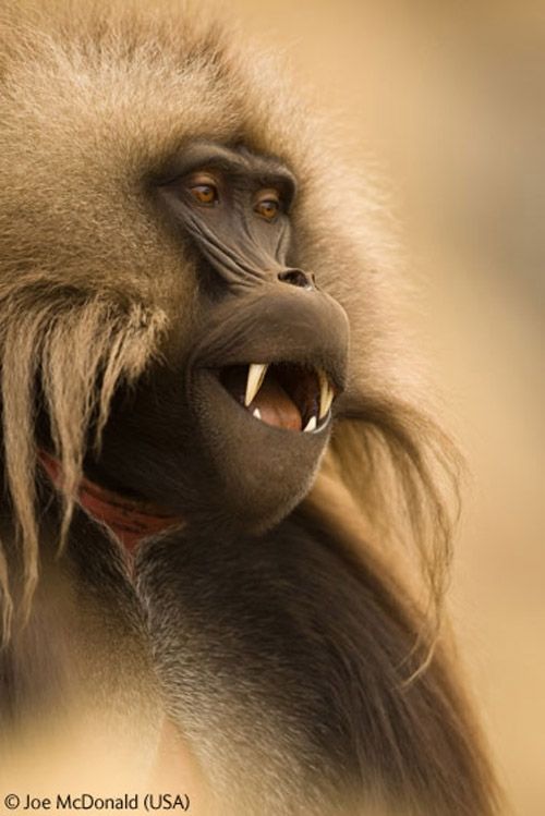 Wildlife Photographer winners 2009