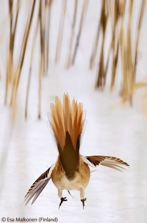 Wildlife Photographer winners 2009