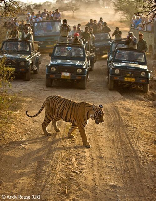 Wildlife Photographer winners 2009