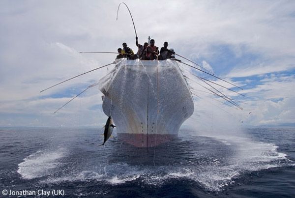 Wildlife Photographer winners 2009