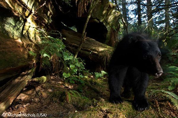 Wildlife Photographer winners 2009