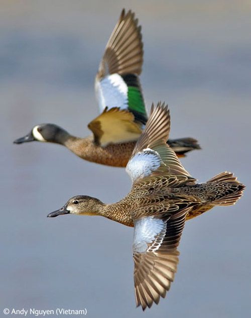 Wildlife Photographer winners 2009