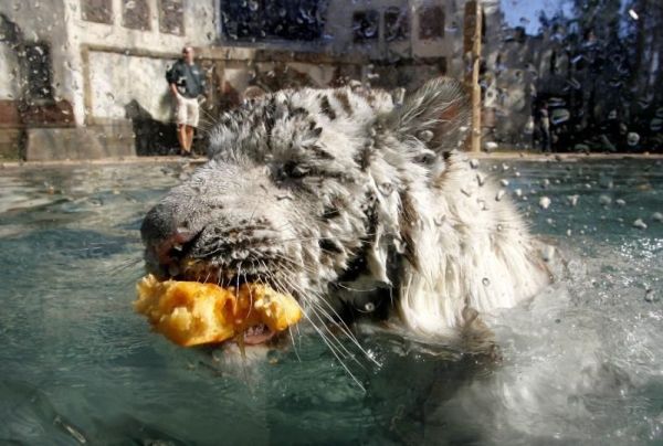 tiger and pumpkin