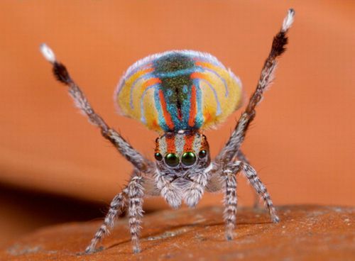 small colorful spider