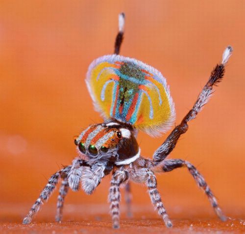 small colorful spider