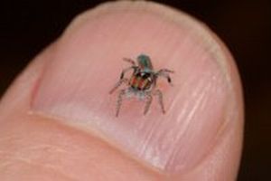 small colorful spider