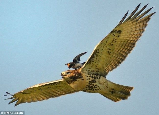 hawk taxi