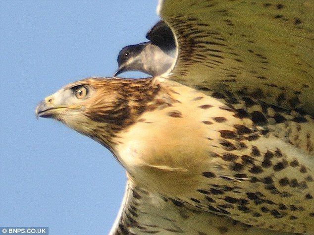 hawk taxi