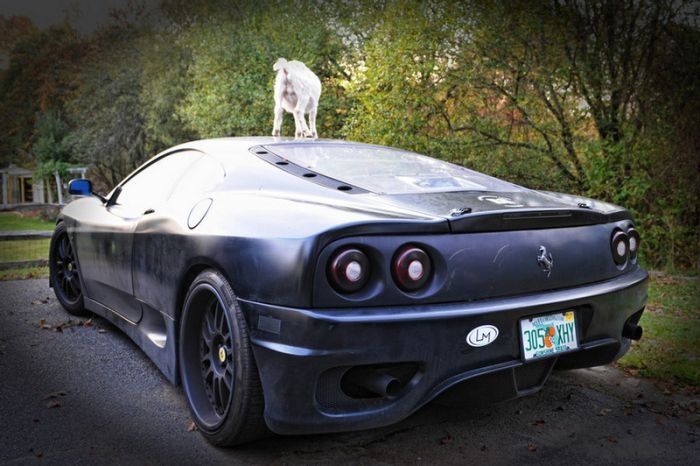 ferrari goat