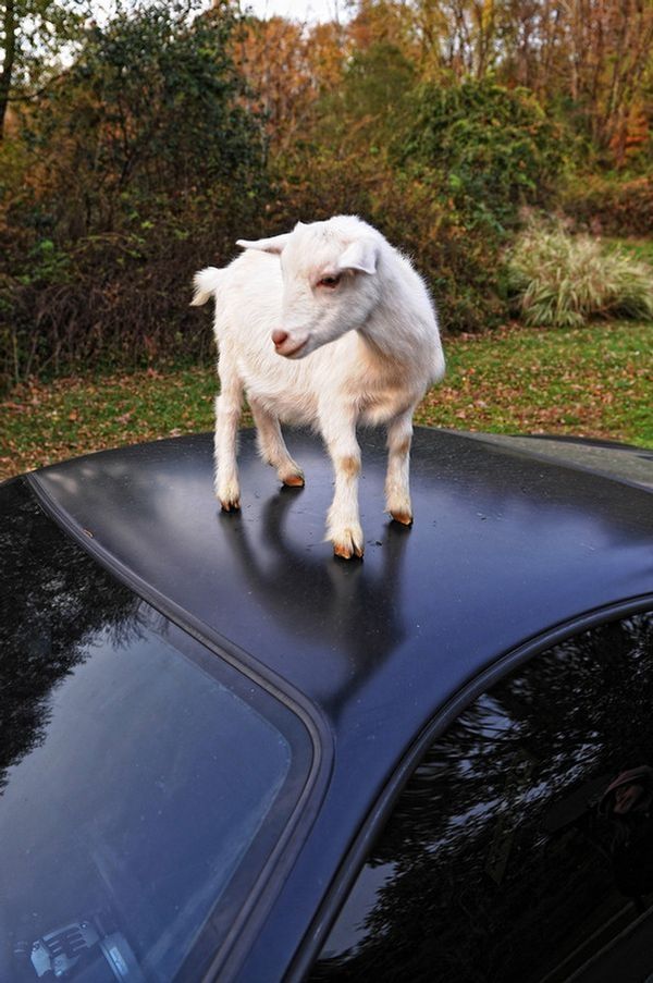 ferrari goat