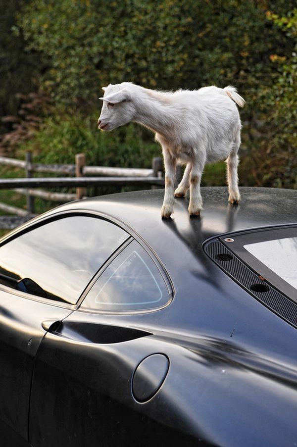 ferrari goat