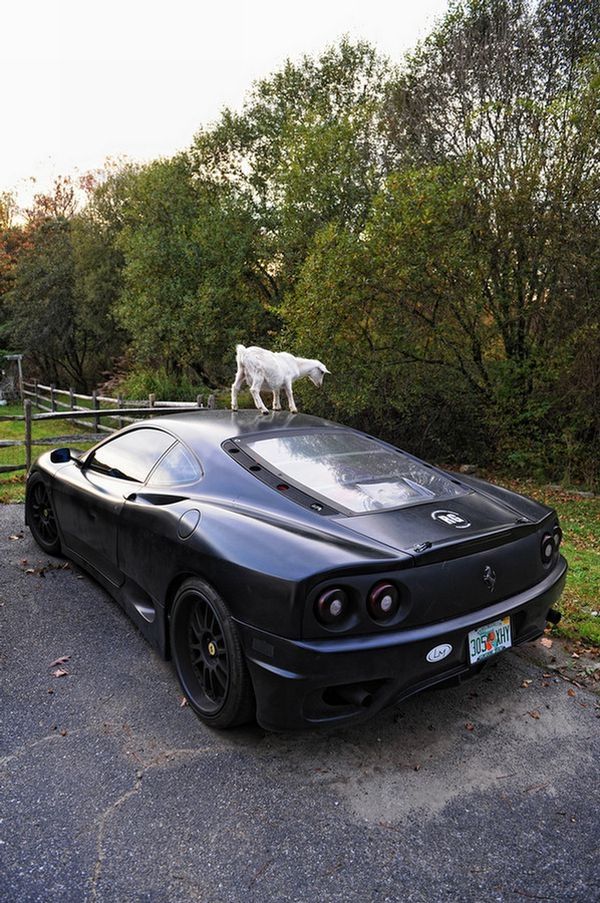 ferrari goat