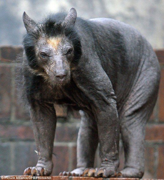 Bald bear