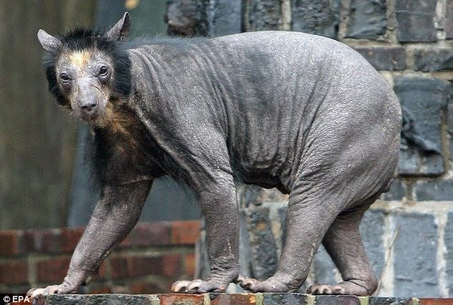 Bald bear