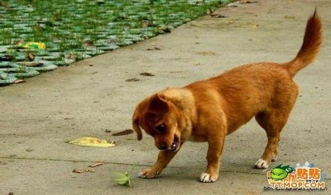 dog and mantis fight