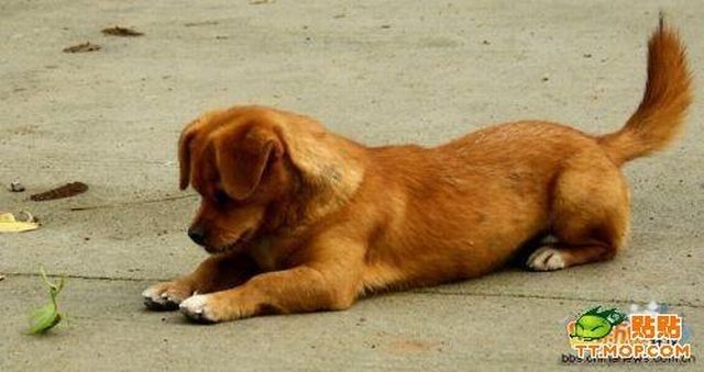 dog and mantis fight