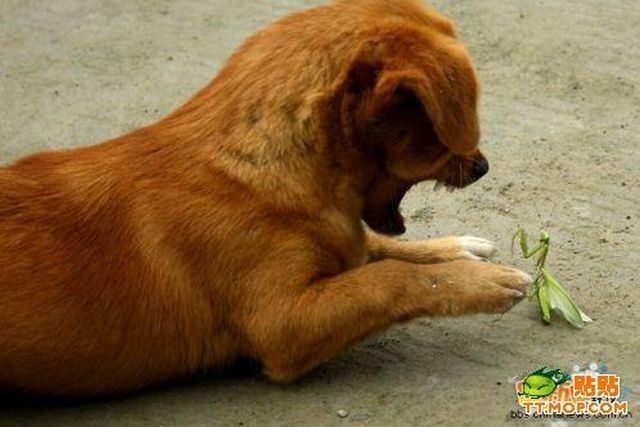 dog and mantis fight