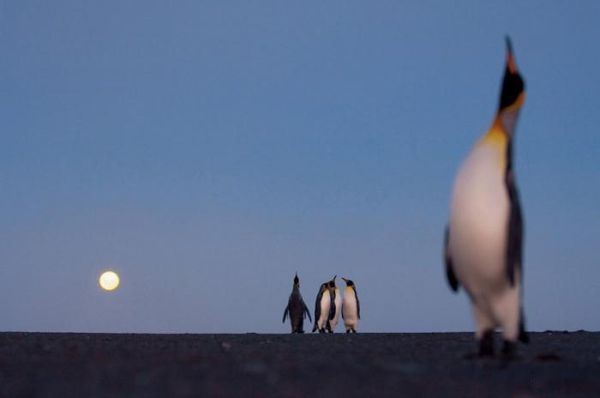 penguins