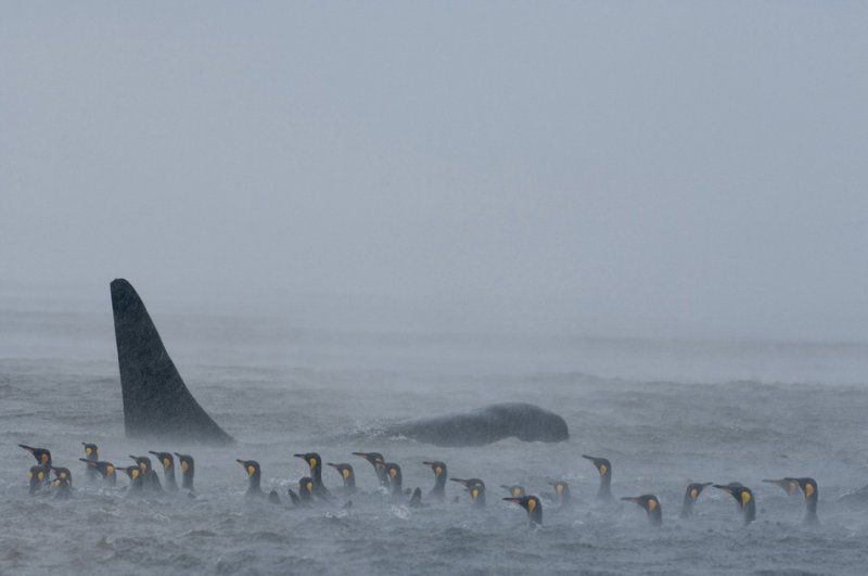 penguins