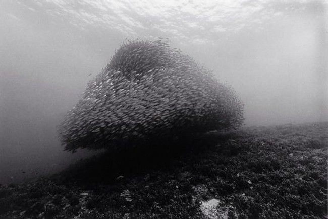 Huge shoals of fish