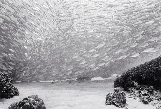 Huge shoals of fish