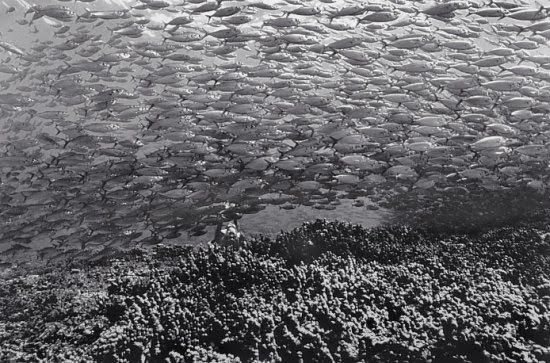 Huge shoals of fish