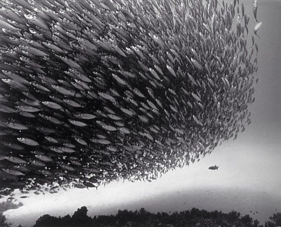 Huge shoals of fish