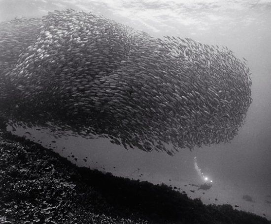 Huge shoals of fish