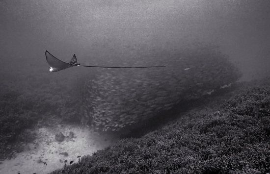 Huge shoals of fish