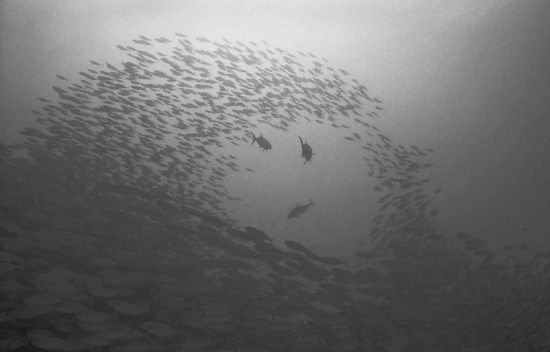 Huge shoals of fish