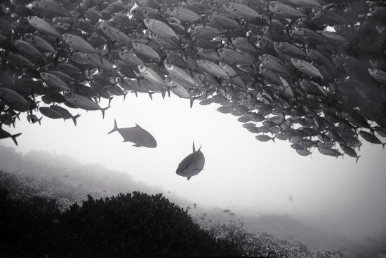 Huge shoals of fish