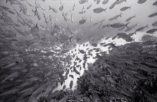 Huge shoals of fish