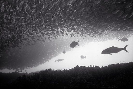 Huge shoals of fish