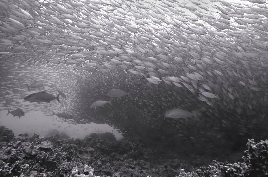 Huge shoals of fish