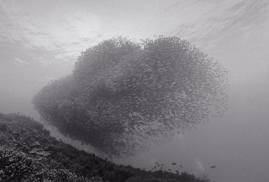 Huge shoals of fish