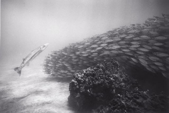 Huge shoals of fish