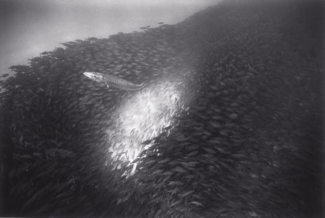 Huge shoals of fish