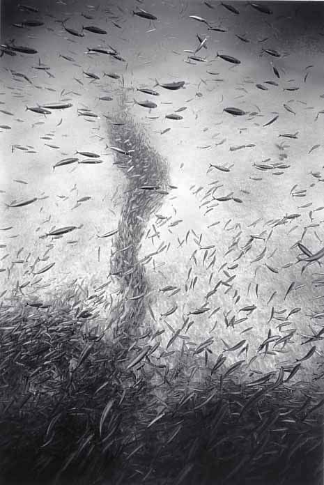 Huge shoals of fish