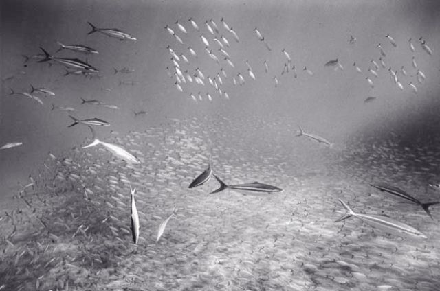 Huge shoals of fish